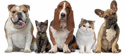 Pet Adoption at Our Springfield Shelter